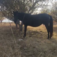 یه کره نریان پنج ماهه