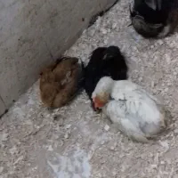 ۲تاجوجه رسمی و۱عددجوجه رنگی بزرگ شده