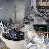 کبوتر هفترنگ ودمگیر قلاق دم لول،دولا