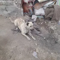 سگ گم شده