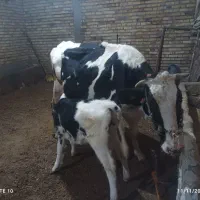 گاو و گوساله ماده|حیوانات مزرعه|دهگلان, |دیوار