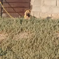 سگ اصیل
