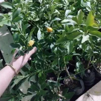 گل شفلر ۱۰۰|گل و گیاه طبیعی|سبزوار, باهنر|دیوار