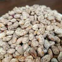 لوبیا چیتی|خوردنی و آشامیدنی|تهران, بوستان ولایت|دیوار