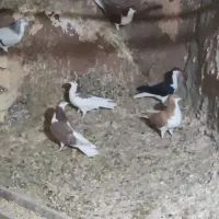 کبوتر نرو ماده|پرنده|باشتین, |دیوار