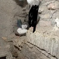 مجسمه ک ب تر