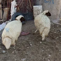 2عدد بره ماده سنجابی داشتی