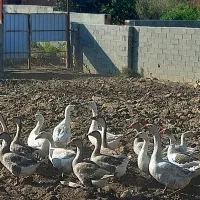 غاز های بالغ تخم گذار