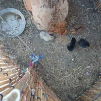 مرغ و جوجه و یک عدد مرغ با ۱۷ عدد تخم مرغ