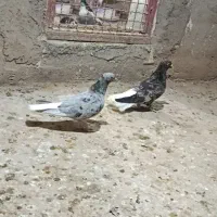سه جفت کبوتر واقعا کلکسیونی
