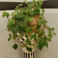گل آپارتمانی|گل و گیاه طبیعی|بروجن, |دیوار