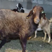 شیشک هترو
