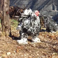 فروش گله  بلک متلد و تخم نطفه دار