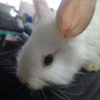 بچه خرگوش نژاد دار|موش و خرگوش|مشهد, هفده شهریور|دیوار