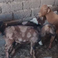 سلام دوعدد بزنر ماملا برای بز زاید