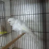 قناری فر سفید|پرنده|همدان, |دیوار