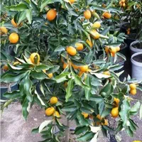 طراحی مشاوره و باغبانی حرفه کود هرس کاشت گل کاری|خدمات باغبانی و درختکاری|یزد, |دیوار