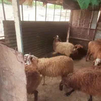 گوسفند فروشی