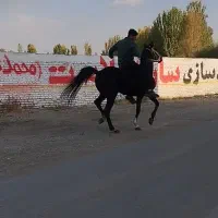 اسب نریان|اسب و تجهیزات اسبسواری|سلماس, |دیوار