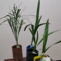 نخل های کشت بافتی ، منحصر به فرد|گل و گیاه طبیعی|شوشتر, |دیوار