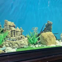 آکواریوم شرکتی|ماهی|اهواز, فولاد|دیوار