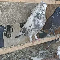 کبوتر غریب گیری