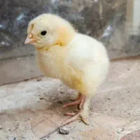 جوجه گلین و برهما دورگه