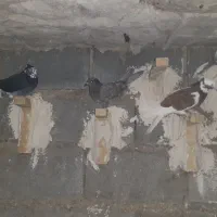 کفتر|پرنده|شیراز, آبیاری|دیوار