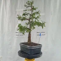 بونسای انار