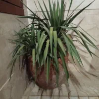 گل طبیعی مناسب حیاط یا ویلا|گل و گیاه طبیعی|اراک, |دیوار