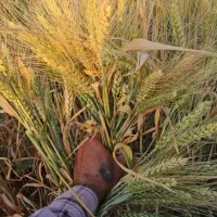 فروش بذر گندم اوکراینی هیبرید. وارداتی|خدمات باغبانی و درختکاری|ایوان, |دیوار