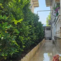 محوطه سازی و پوشش دیوار با کاج و گل و گیاه|گل و گیاه طبیعی|نوشهر, |دیوار