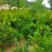 ویلای جنگلی دوخواب تمیزنزدیک دریا|اجارهٔ کوتاهمدت ویلا و باغ|رامسر, |دیوار