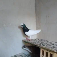 2 عدد کفتر نر طوقی  و دوکت سیاه