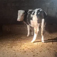 گاو و گوساله نر