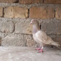 کبوتر|پرنده|محمدیه-قزوین, |دیوار