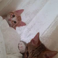 بچه گربه خانگی|گربه|فیروزکوه, |دیوار