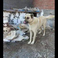 سگ نروماده نگهبان|سگ|اردبیل, |دیوار