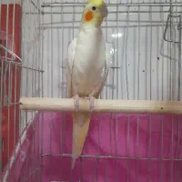 معاوضه با جوجه گرینچیک