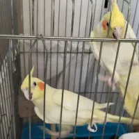 عروس هلندی جفت|پرنده|کبودرآهنگ, |دیوار