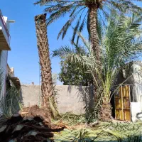 برش نخل قطع نخل در کل استان