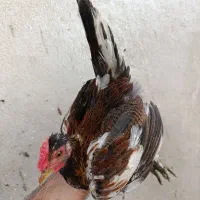مرغ و خروس محلی ۵ تا نیمچه نژاد لری