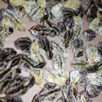 جوجه بلدرچین