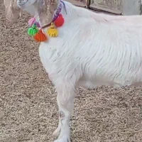 بز دورگ پاکستانی شیرا