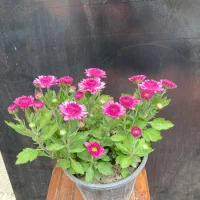 گلهای داوودی|گل و گیاه طبیعی|گرگان, |دیوار