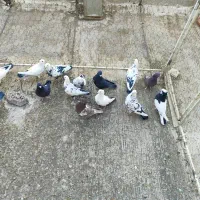 جلو مشتری میپرونم