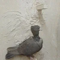 کفتر سرخ کلاغ رسمی کرباتی چپ خال سرخ|پرنده|مشهد, فریزی|دیوار