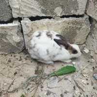 خرگوش|موش و خرگوش|برازجان, |دیوار