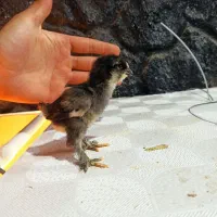 جوجه مرندی 10روزه خالص