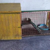 لانه حیوانات